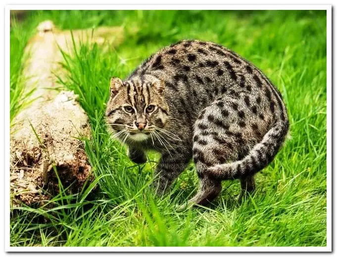 পশ্চিমবঙ্গের জাতীয় পশু fishing cat