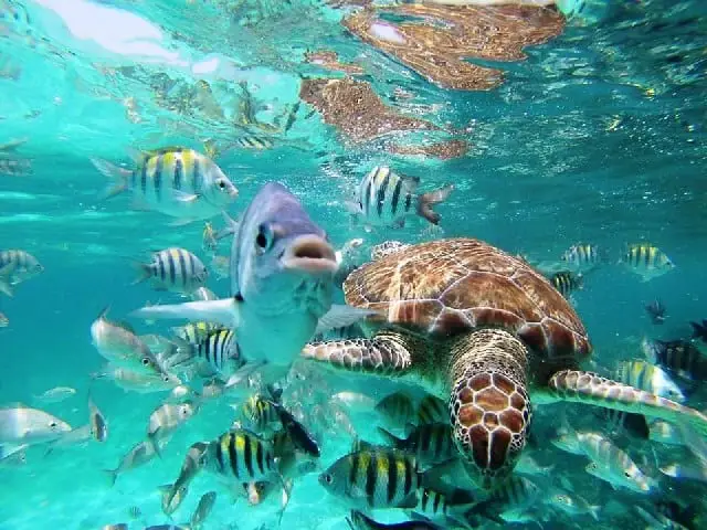 Belize underwater