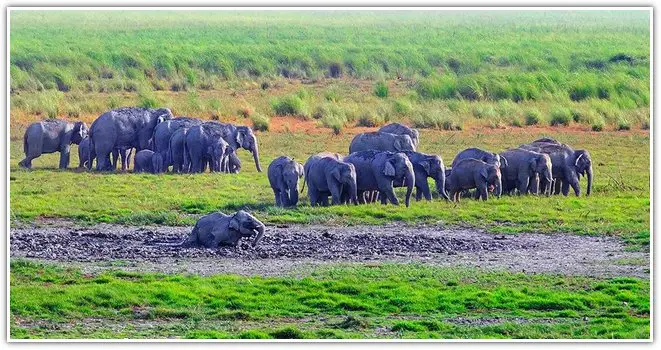 Asiatic Elephants in Dudhwa national park