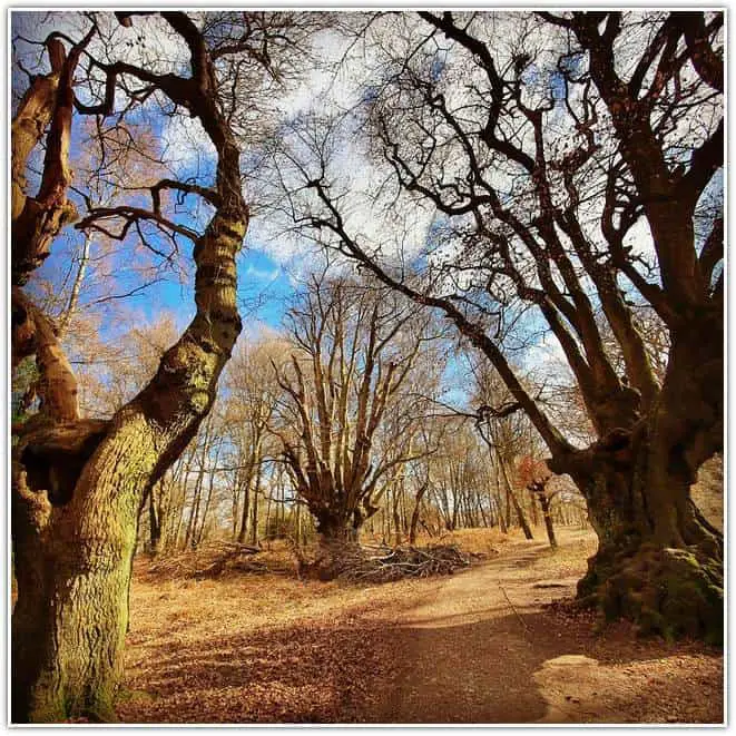 Epping Forest in Spring