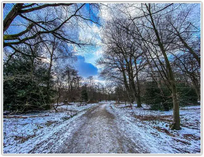 Epping Forest in winter