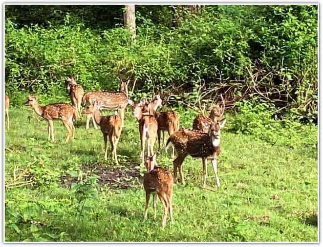 Nagarhole National Park forest