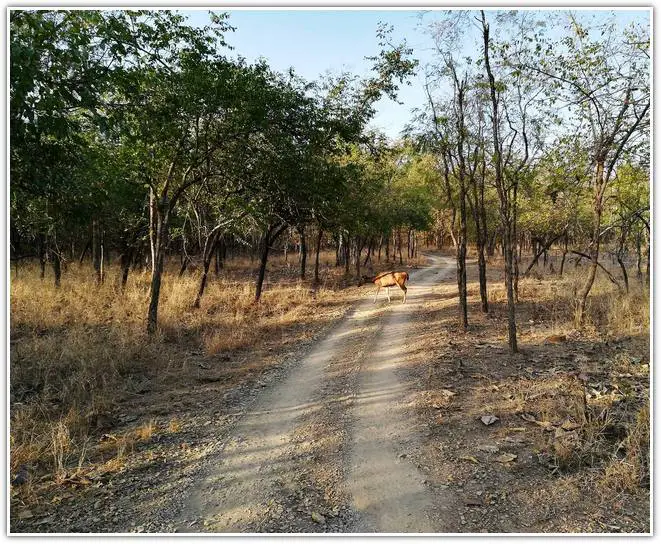 Panna National Park forest