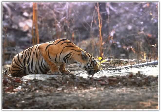 Pench National Park forest