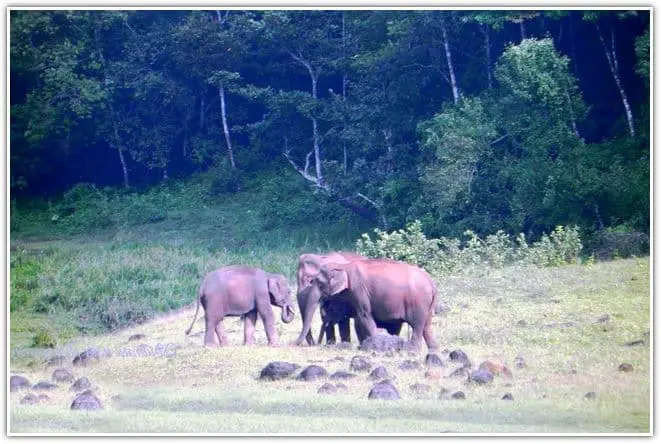 Periyar National Park animal