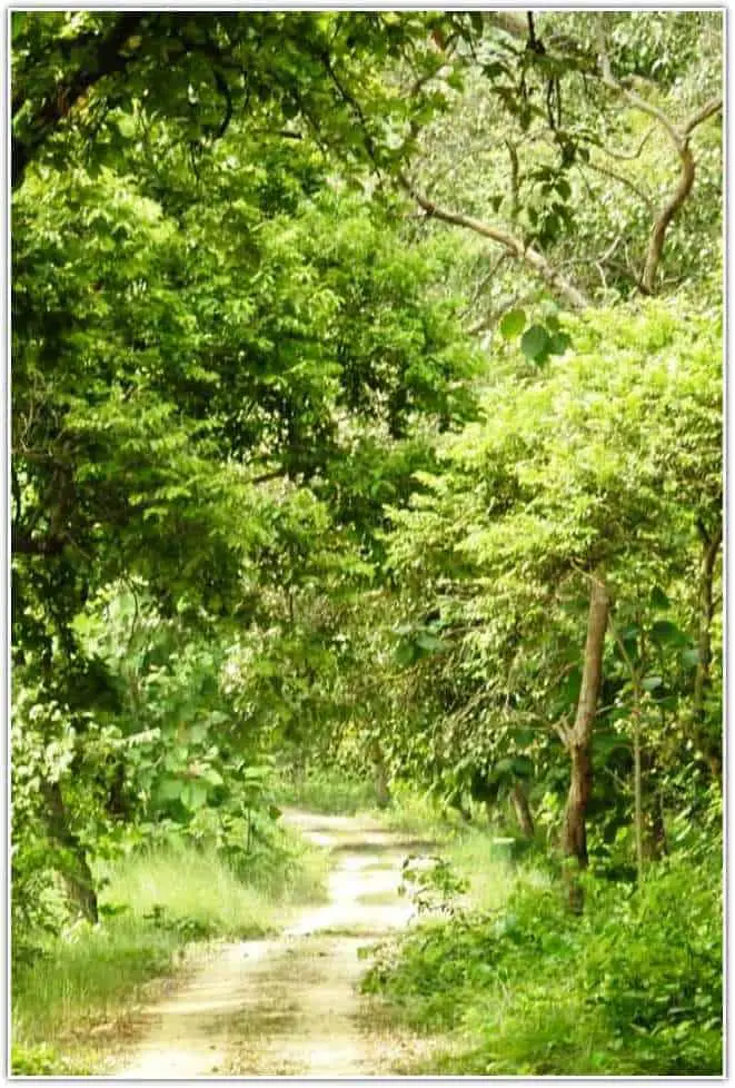 Pilibhit Tiger Reserve