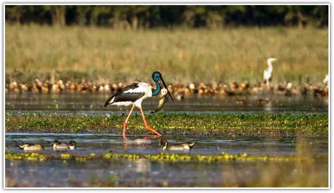 Pobitora wildlife sanctuary