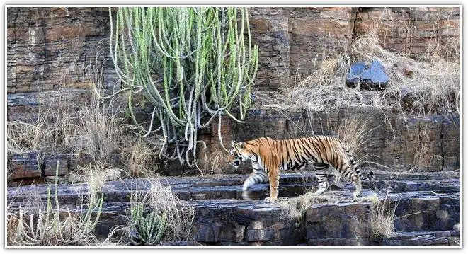 Ranthambore National Park