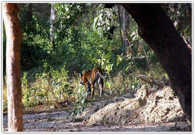 Royal Bengal Tiger in The Jim Corbett National Park forest