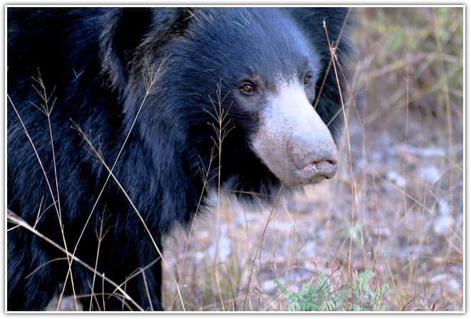 Sloth Bear in Satpura Tiger Reserve