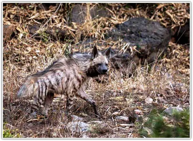 Striped Hyena at Sariska tiger reserve