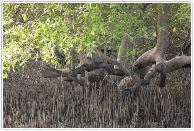 Sundarban National Park MANGROVE