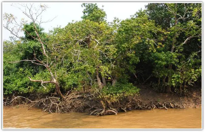 Sundarban National Park