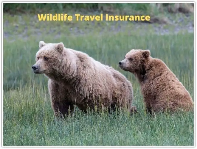 Wildlife Travel Insurance