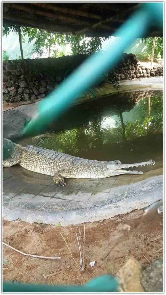 at Guindy National Park