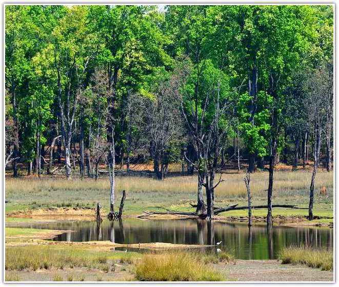 At Kanha Tiger Reserve