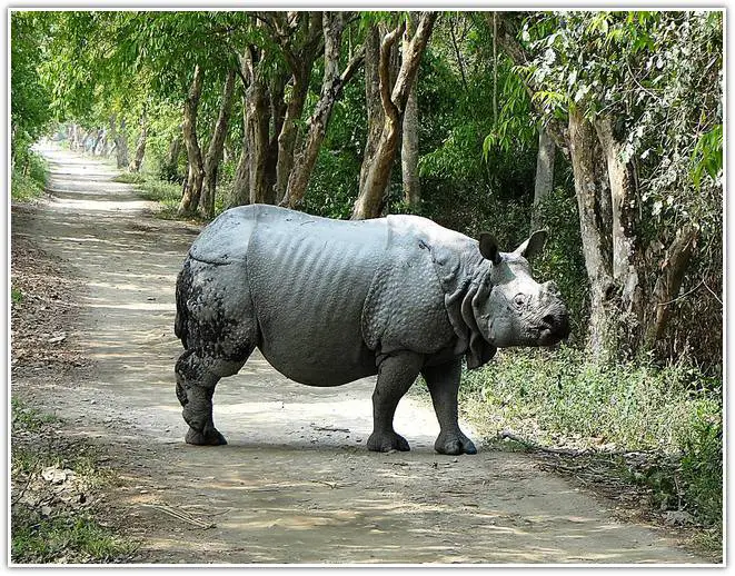 black rhinoceros in Kaziranga Forest Central Zone Assam