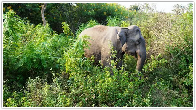 Bandipur Tiger Reserve