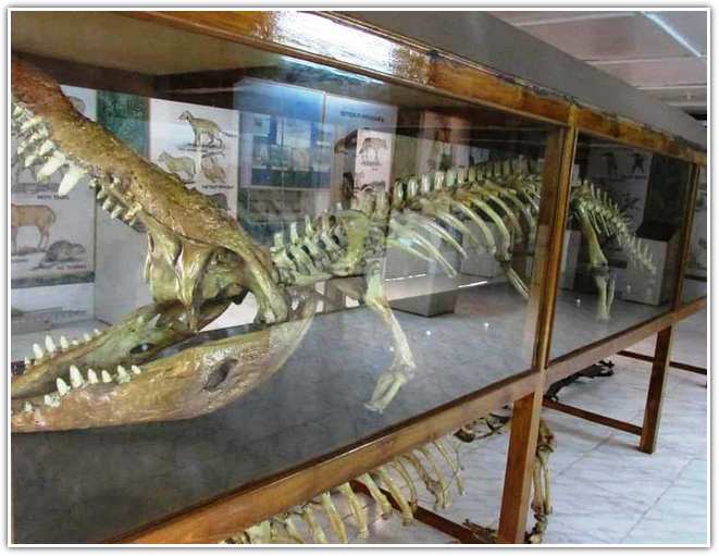 A Skeleton of salt water crocodile in Bhitarkanika National Park museum