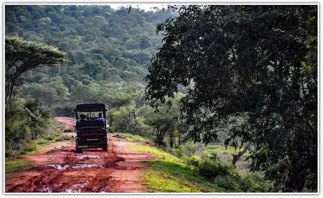 Bandipur Tiger Reserve jungle safari