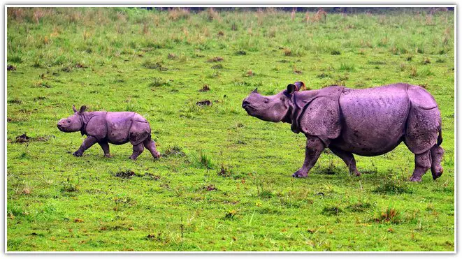 Rhinoceros in Pobitora wildlife sanctuary
