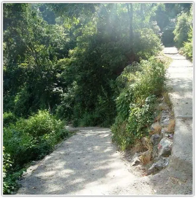 the trail in Rajaji forest