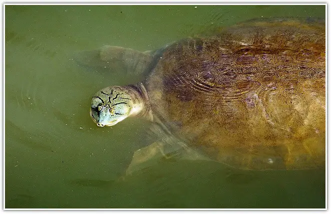 Turtle in Dudhwa National Park