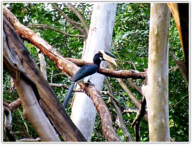 The Malabar Pied Hornbill in Bhadra Tiger Reserve Karnataka
