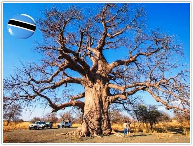 Botswana Baobab Tree