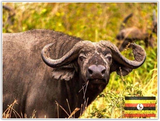 Buffalo in Uganda Africa