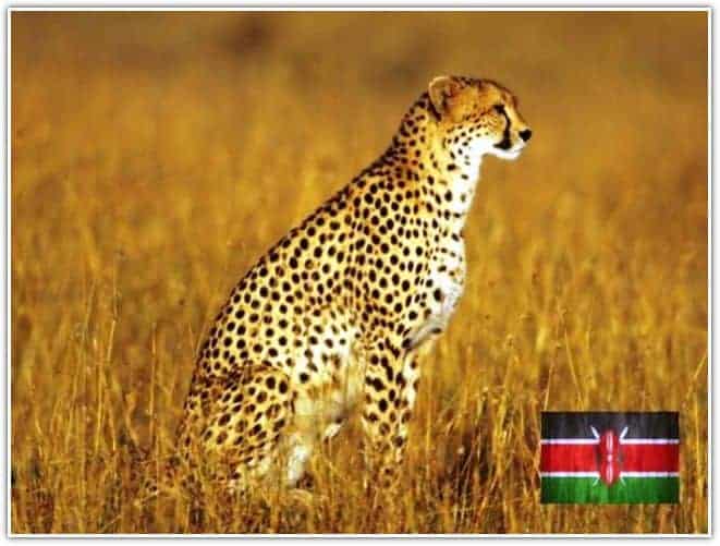 Cheetah Kenya Africa