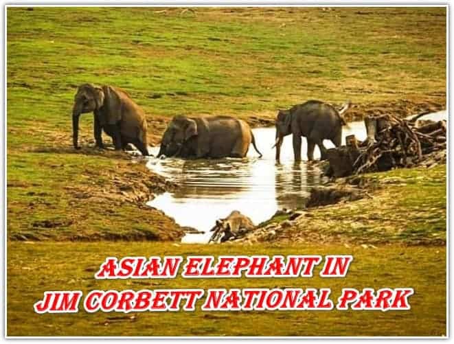 Asian Elephant in Jim Corbett National Park