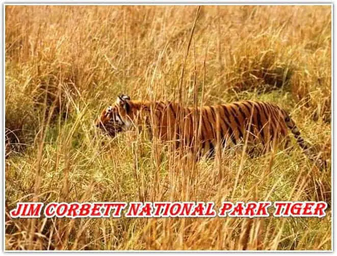Which is the first national park in India? Name: Jim Corbett