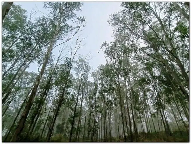 In Turahalli Forest