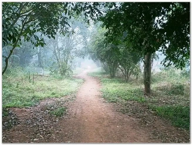 Jogging trail at Turahalli Forest