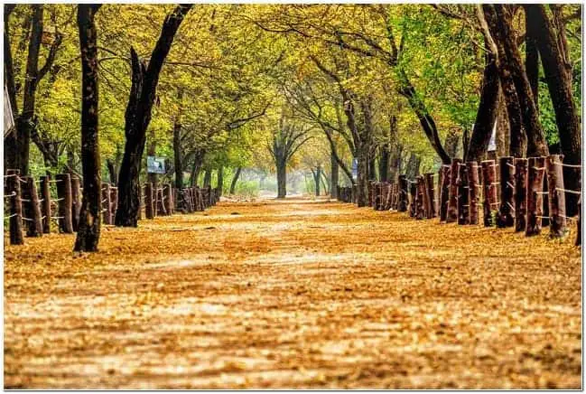 Inside of Sultanpur Bird Sanctuary in Gurgaon