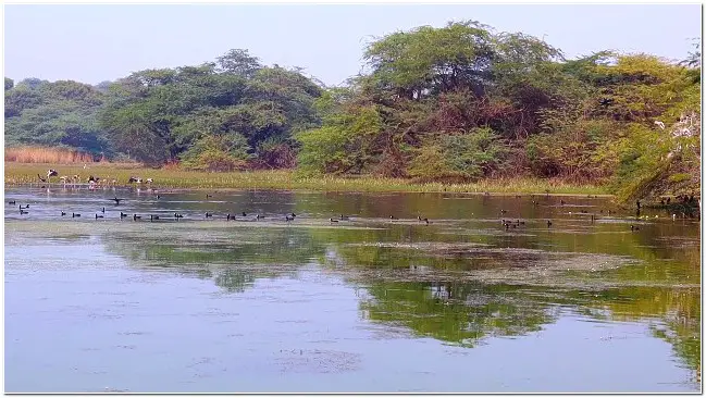 Sultanpur Bird Sanctuary wildlife lake