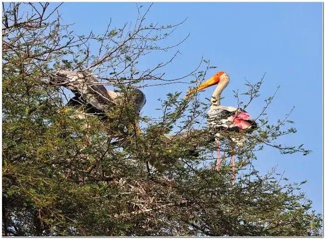 sultanpur national park bird