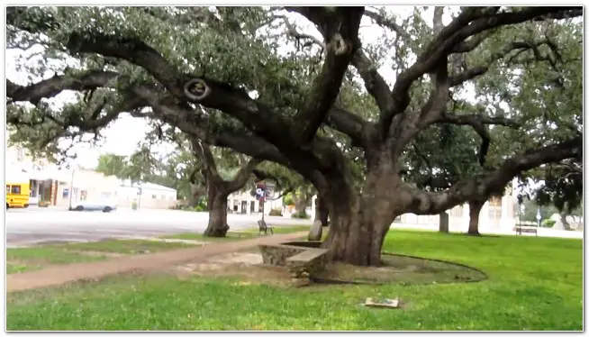 The Hanging Tree of Military Plaza San Antonio