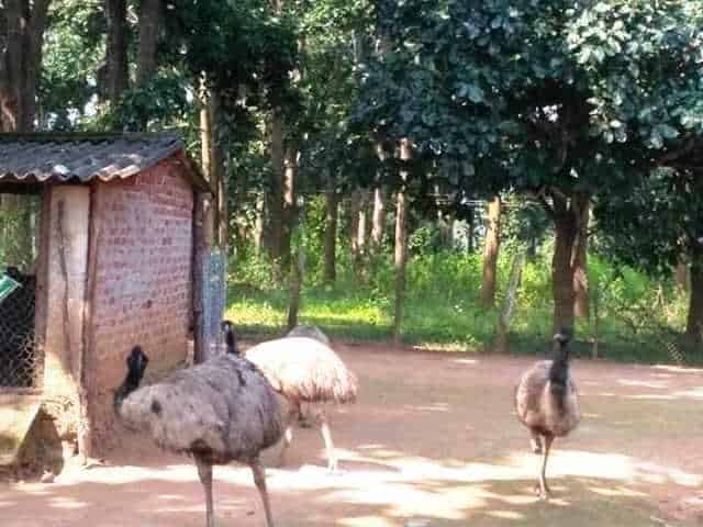 Emu Bird Sanctuary