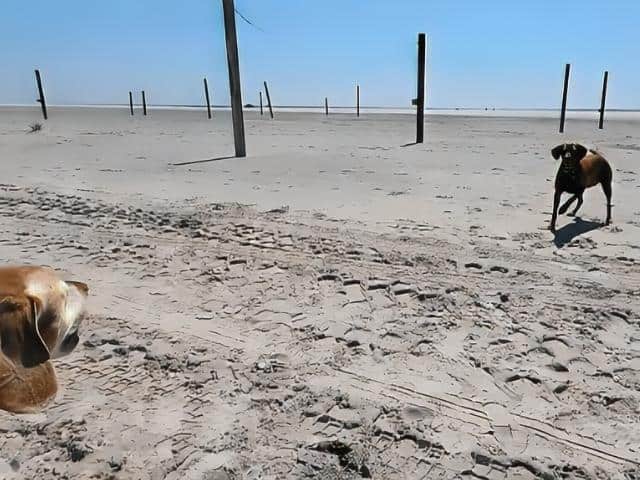 Brigantine North-End Beach for Dogs in New Jersey