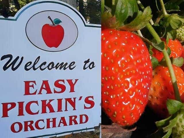 Easy Pickins Orchard