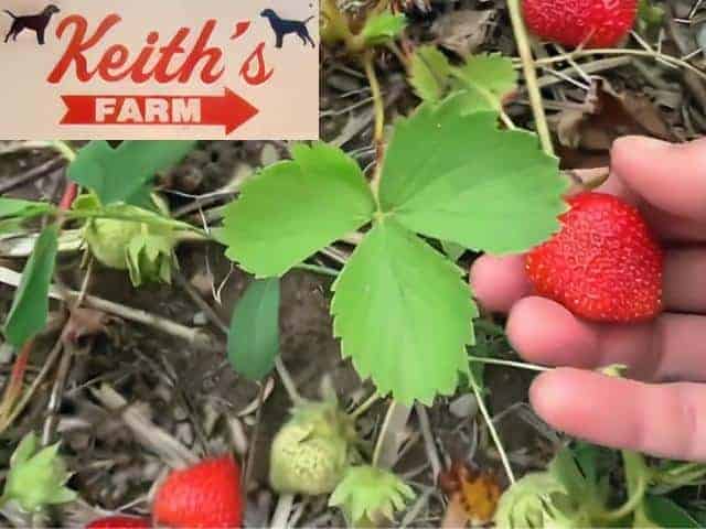 Keiths Farm Acushnet
