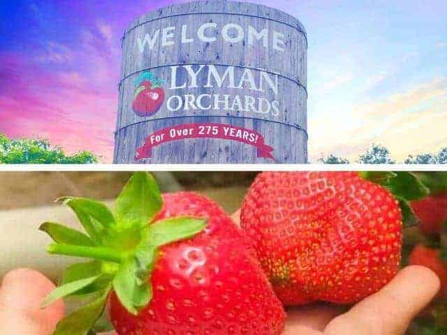 Lyman Orchards strawberry field