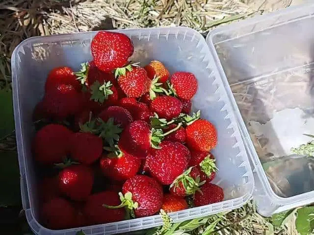 U Pick Strawberries Starvish Farm