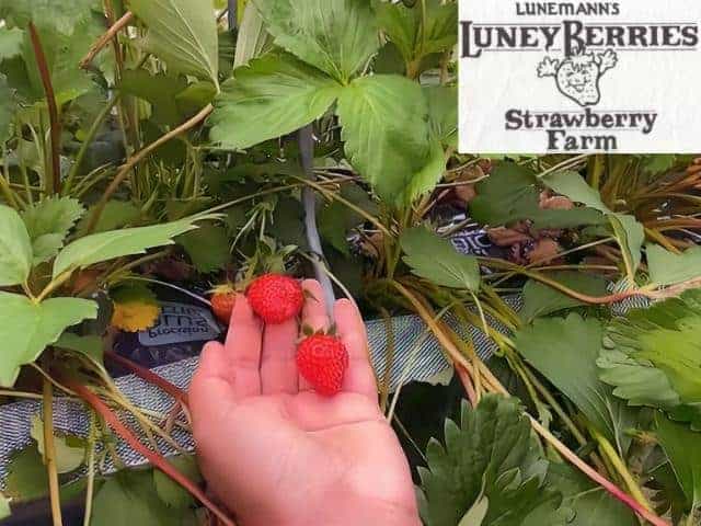 Lunemanns Luney Berries Strawberry Farm Cohasset
