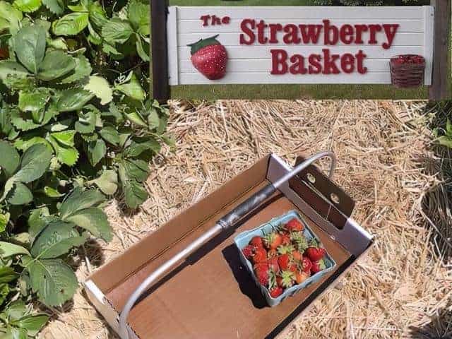 Strawberry Basket & Big Woods Nectar Monticello