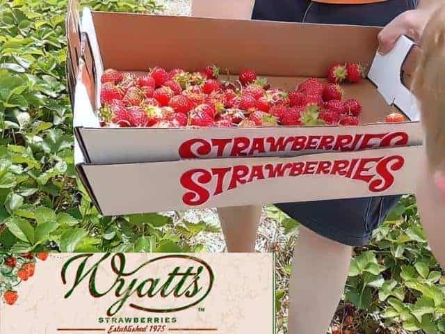 Wyatts Strawberries and Asperghaus Hastings