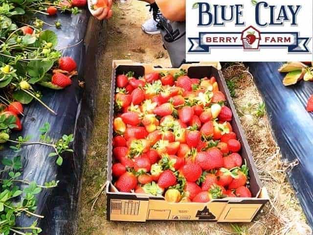 Blue Clay Berry Farm