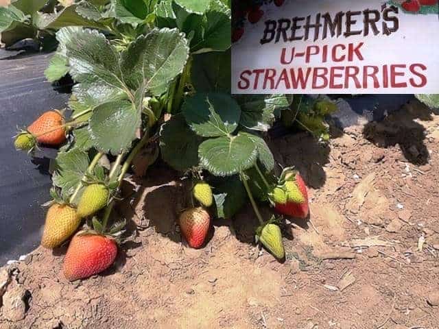 Brehmers U-Pick Strawberries